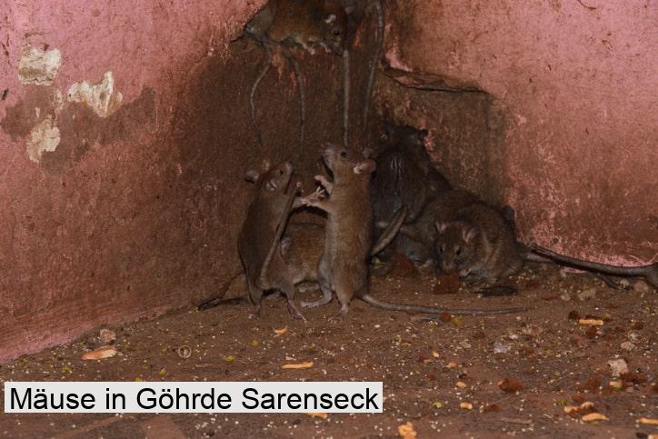 Mäuse in Göhrde Sarenseck